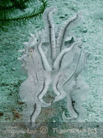 Cuttlefish getting angry. Taken in Tioman with Canon A620... by Tony Shue 