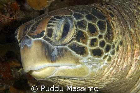 turtle head,nikon d2x 12-24mm by Puddu Massimo 