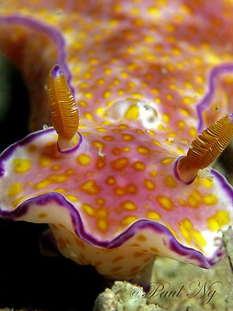 Full frame of Nudi by Paul Ng 