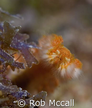Bearded Fireworm
Eastern Dry Rocks, Key West, FL
 by Rob Mccall 