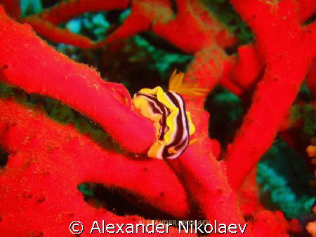 Nudibranch. Camera Sony DSC-T30 by Alexander Nikolaev 