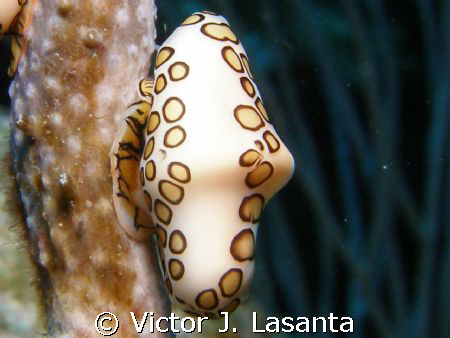 flamingo tongue at super bowl dive site in parguera area by Victor J. Lasanta 