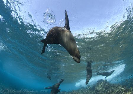 Sealions. Santiago. Galapagos. S5PRO, 10.5mm. by Derek Haslam 