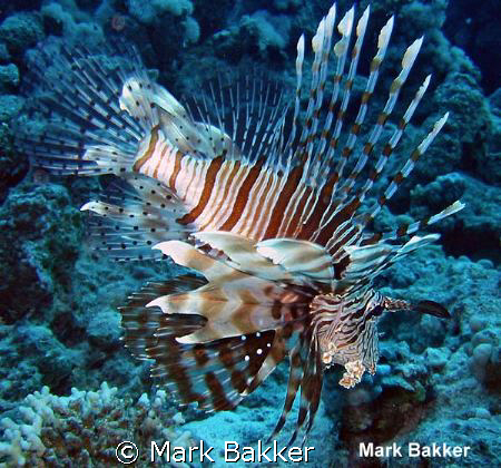 Camera Ixus 2 , date 2001, one of my first pictures who I... by Mark Bakker 