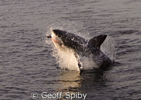 I took the morning off work to see the white sharks at Se... by Geoff Spiby 