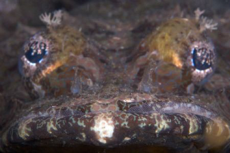 Crocodile Fish head on, taken at Tufi Dive Resort by Terry Moore 