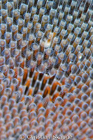 Bryozoans on a kelp frond - up close and personal.

Nik... by Christian Skauge 