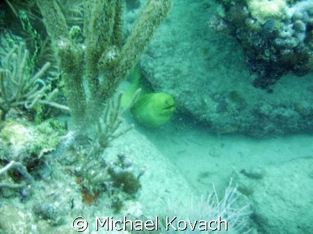 Green Morey eel  in the rocks at the Pompano drop-off nea... by Michael Kovach 