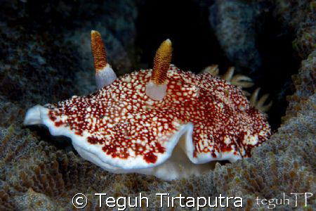 Chromodoris tinctoria, Nudi branch. Captured about 10 met... by Teguh Tirtaputra 
