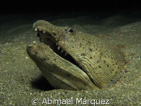 Spotted Snake Eel by Abimael Márquez 