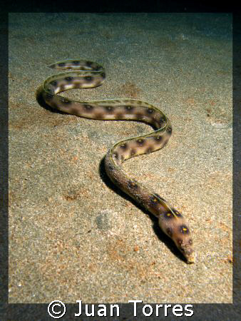 Goldspotted eel. by Juan Torres 