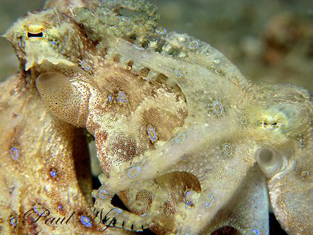 Mating Blue Ring Octopus 
The Blue Ring Octopus (Hapaloc... by Paul Ng 