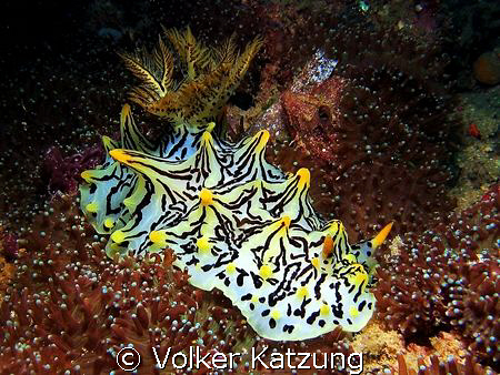 Nudi by Volker Katzung 