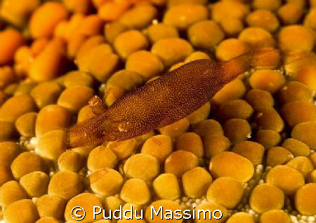 bunaken,nikon d2x 60mm macro by Puddu Massimo 