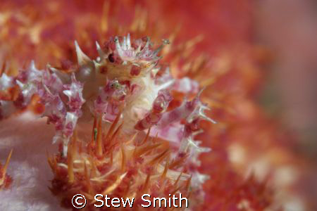 soft coral crab = 60mm macro
NO cropping
LEMBEH by Stew Smith 