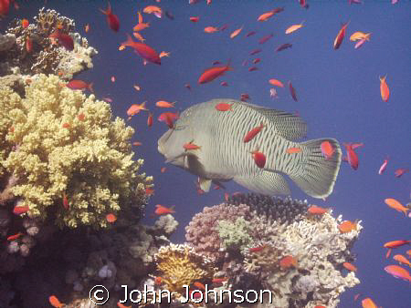 diving alond reef beach , i came across this fella , its ... by John Johnson 