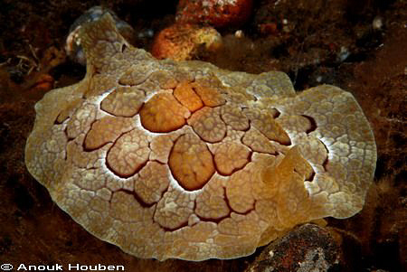 Pleurobranchus forskalii. Picture taken on the Scuba-sera... by Anouk Houben 
