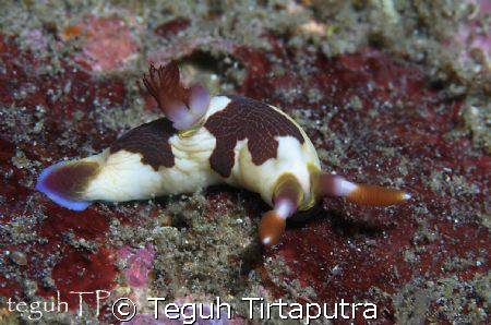 Nembrotha chamberlaini, captured at Sanghyang Island, Ban... by Teguh Tirtaputra 