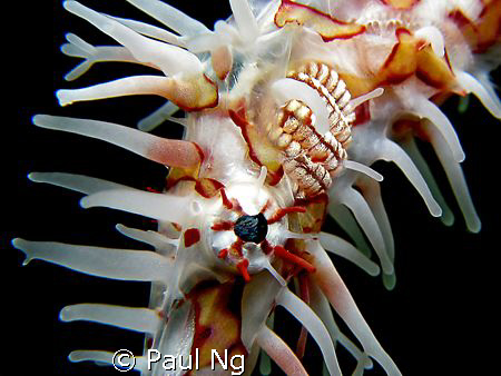 Harlequin GPF.  by Paul Ng 