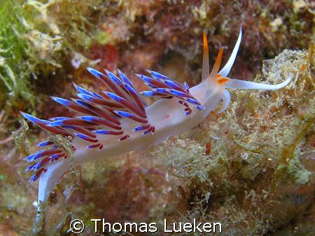 Flabellina in Estartit, F100 by Thomas Lueken 