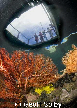 colourful fans and curious onlookers under the jetty at K... by Geoff Spiby 