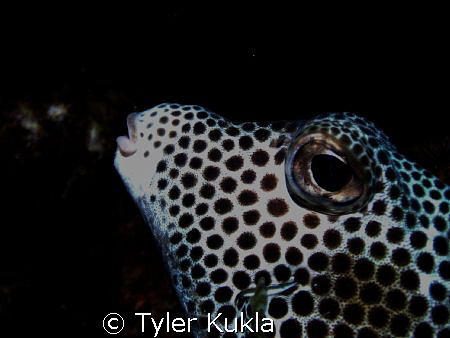 Someone looks likey they want to try smoking! Too bad it ... by Tyler Kukla 