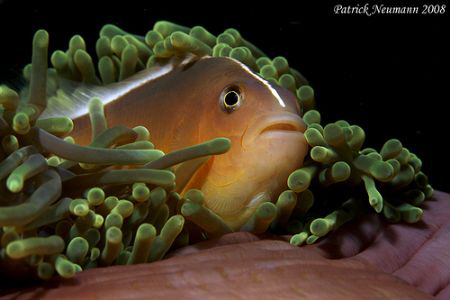FULL FRAME Anemonefish taken whilest sunsetdive at Koh Ha... by Patrick Neumann 