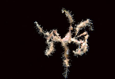 Underwater ballet by spidercrab. by Dray Van Beeck 