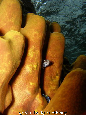 Juvenile spotted eel playing hide and seek.
Taken while ... by Kim Dudgeon-Heany 