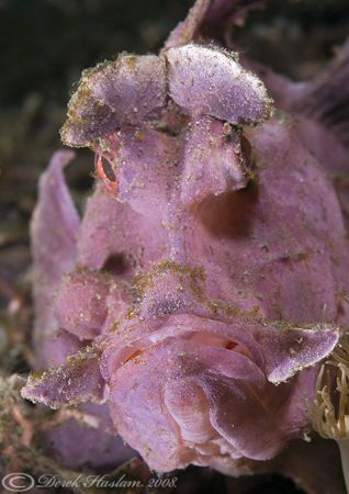 Paddle-Flap Scorpion Fish. Lembeh straits. D200, 60mm. by Derek Haslam 