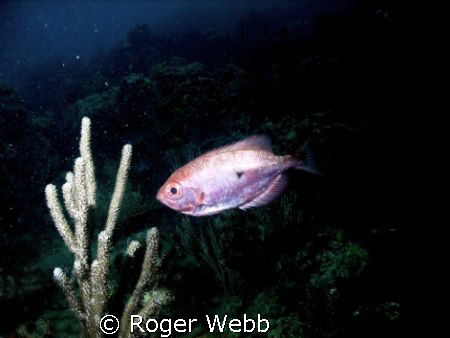Photoshop elements was used to blacken the background by ... by Roger Webb 
