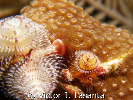 together as one! Christmas tree and cleaning goby at no n... by Victor J. Lasanta 