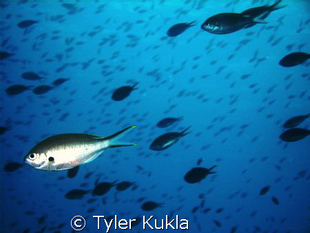 School of Silver Chromis by Tyler Kukla 