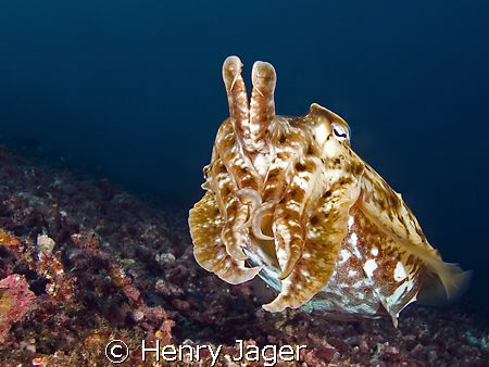 "Cuttlefish" Raja Ampat, West Papua (14mm, f/5.6, 1/160) by Henry Jager 