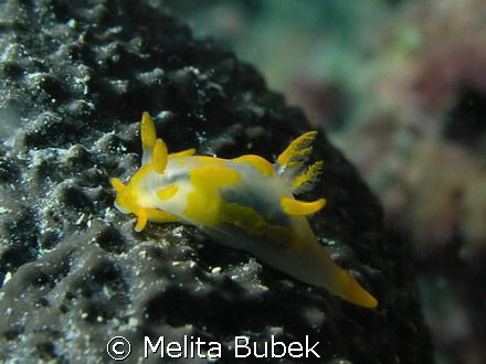 Trapania maculata, 1,5cm slug, depth 8 m /Fiesa, Slovenia by Melita Bubek 