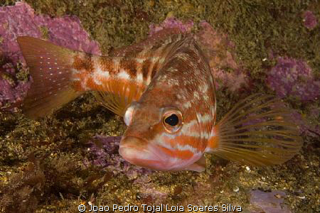 Comber (Serranus cabrilla) shot at the River Gurara wreck... by Joao Pedro Tojal Loia Soares Silva 