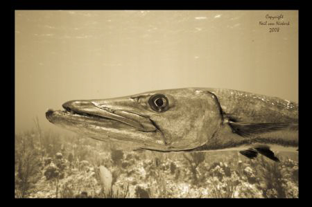 Smile....
Greater Barracuda - 
Mixing Bowl - 
Little C... by Neil Van Niekerk 