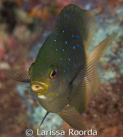 Plectoglyphidondon lacrymatus,  JEWEL DAMSEL by Larissa Roorda 