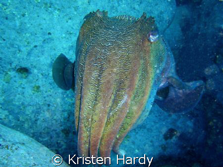 my curious cuttle-friend. by Kristen Hardy 