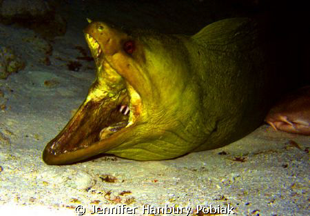 Cozumel, Mexico. Tucked under a ledge was this huge green... by Jennifer Hanbury Pobiak 