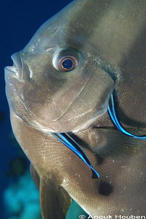 Batfish being cleaned at the Scuba-seraya housereef in No... by Anouk Houben 