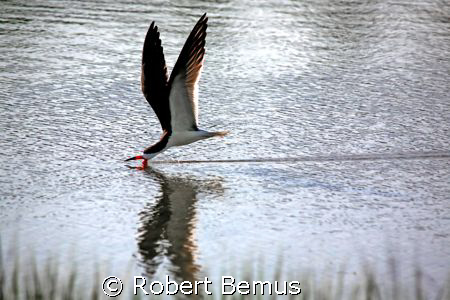 Slice/Black Skimmer, Rynchops niger/f8, ISO 400...  by Robert Bemus 