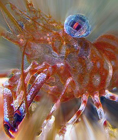 photoshrimp by Martin Dalsaso 