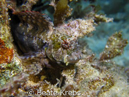 Blenny at the Housreef of Bituon Beach "Eden's Garden" by Beate Krebs 