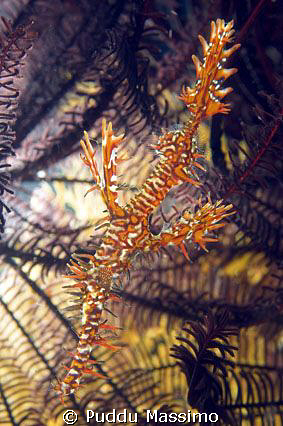 gangaa island,north sulawesi,ghost pipe fish,nikon d2x 60... by Puddu Massimo 
