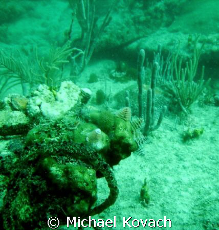 Christmas Tree worms on the coral on the inside reef at L... by Michael Kovach 