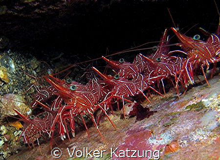 An "army" of Hingebeak shrimps by Volker Katzung 