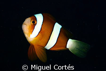 Clown fish. Mabul Island. by Miguel Cortés 