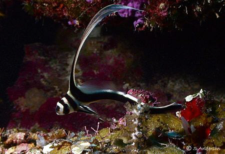 The Spotted Drum is always a challenge to photograph as t... by Steven Anderson 