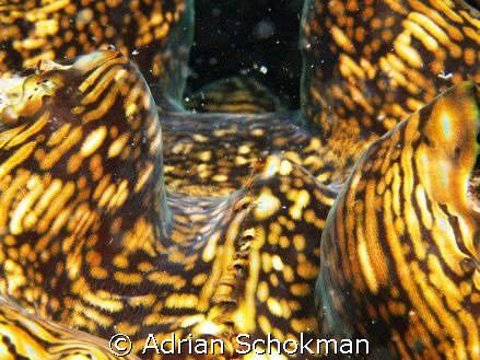 Highway to Heaven.. Giant Clam taken at Redang Island. Ol... by Adrian Schokman 
